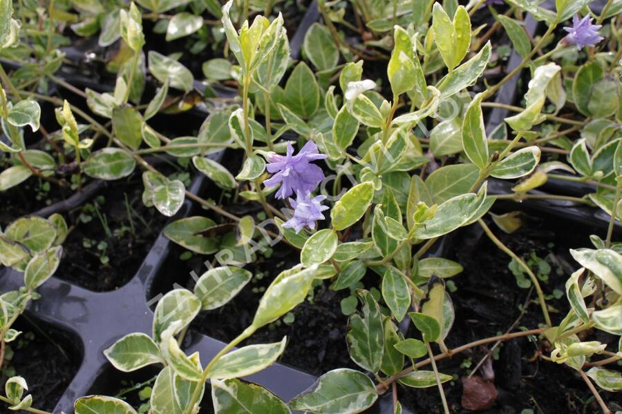 Barvínek menší 'Moonlit' - Vinca minor 'Moonlit'
