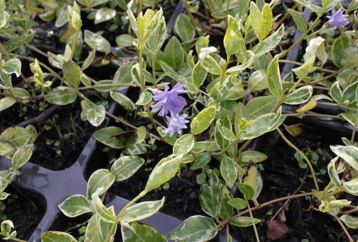 Barvínek menší 'Moonlit' - Vinca minor 'Moonlit'
