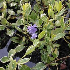 Barvínek menší 'Moonlit' - Vinca minor 'Moonlit'