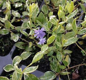 Barvínek menší 'Moonlit' - Vinca minor 'Moonlit'