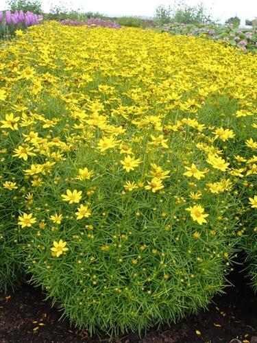 Krásnoočko přeslenité 'Tweety' - Coreopsis verticillata 'Tweety'