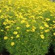 Krásnoočko přeslenité 'Tweety' - Coreopsis verticillata 'Tweety'