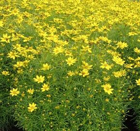 Krásnoočko přeslenité 'Tweety' - Coreopsis verticillata 'Tweety'