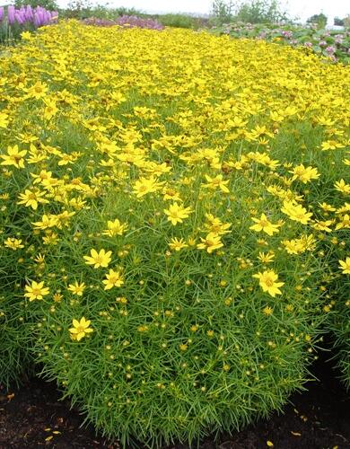 Krásnoočko přeslenité 'Tweety' - Coreopsis verticillata 'Tweety'
