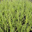 Ostřice převislá - Carex pendula