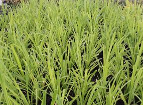 Ostřice převislá - Carex pendula