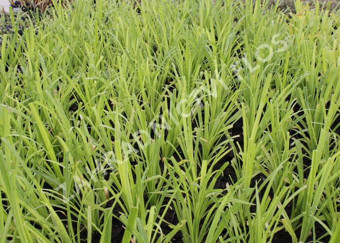 Ostřice převislá - Carex pendula