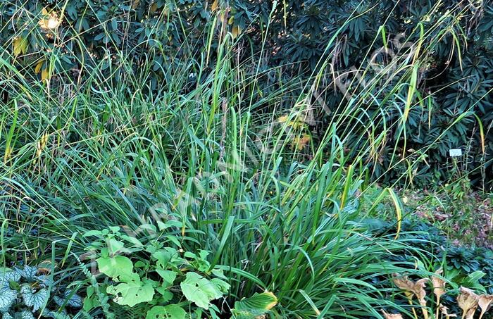 Ostřice převislá - Carex pendula