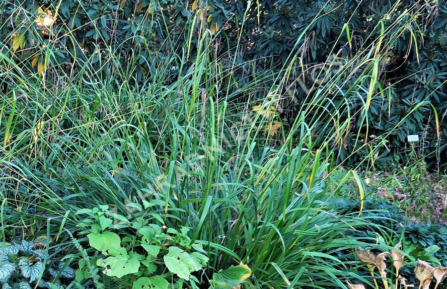 Ostřice převislá - Carex pendula