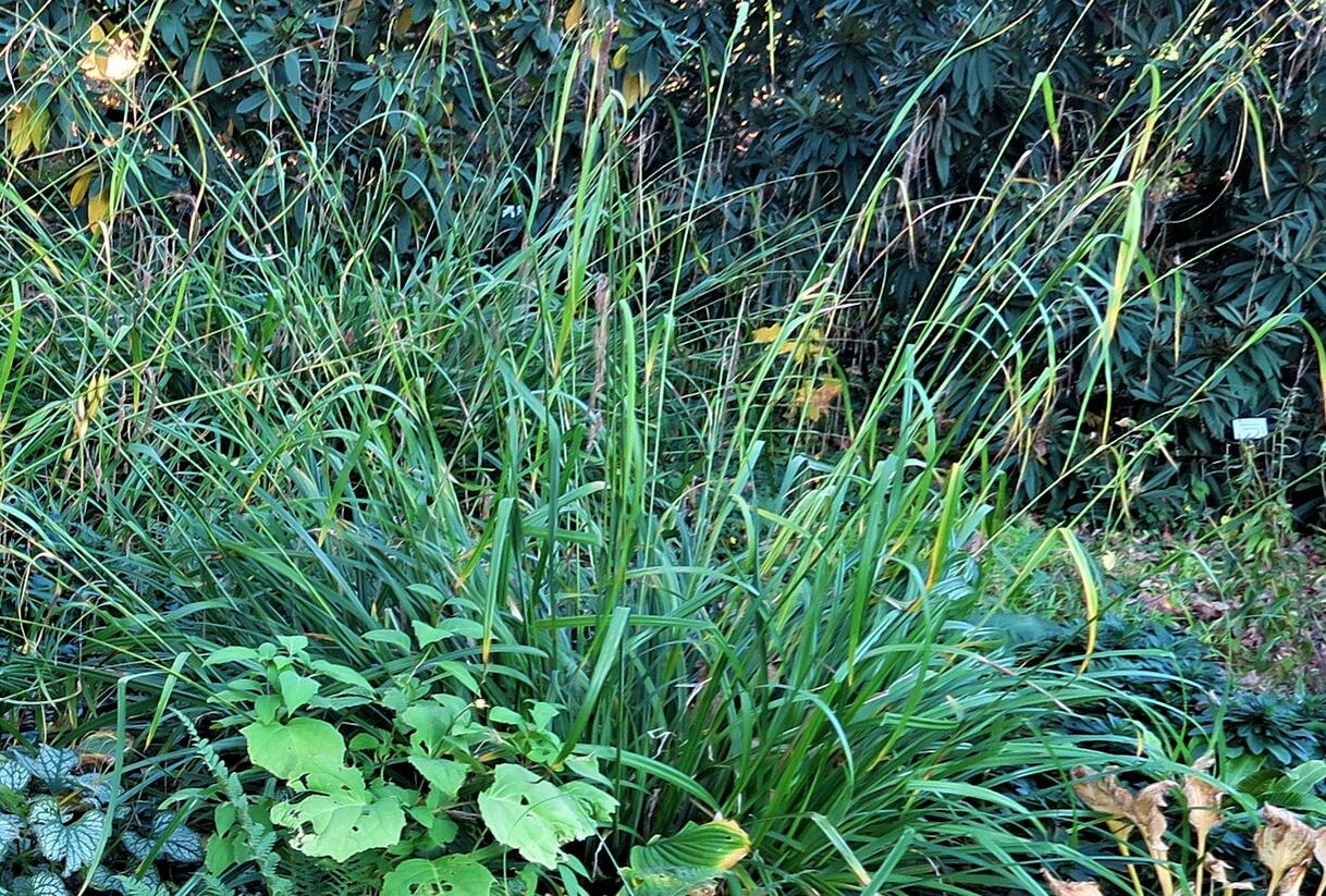 Ostřice převislá - Carex pendula