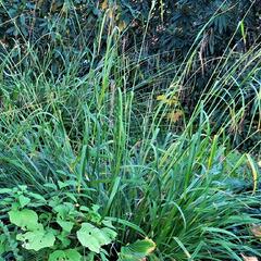 Ostřice převislá - Carex pendula