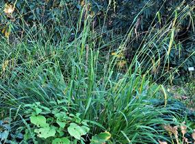 Ostřice převislá - Carex pendula