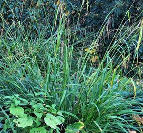 Ostřice převislá - Carex pendula