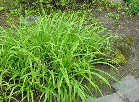 Ostřice převislá - Carex pendula