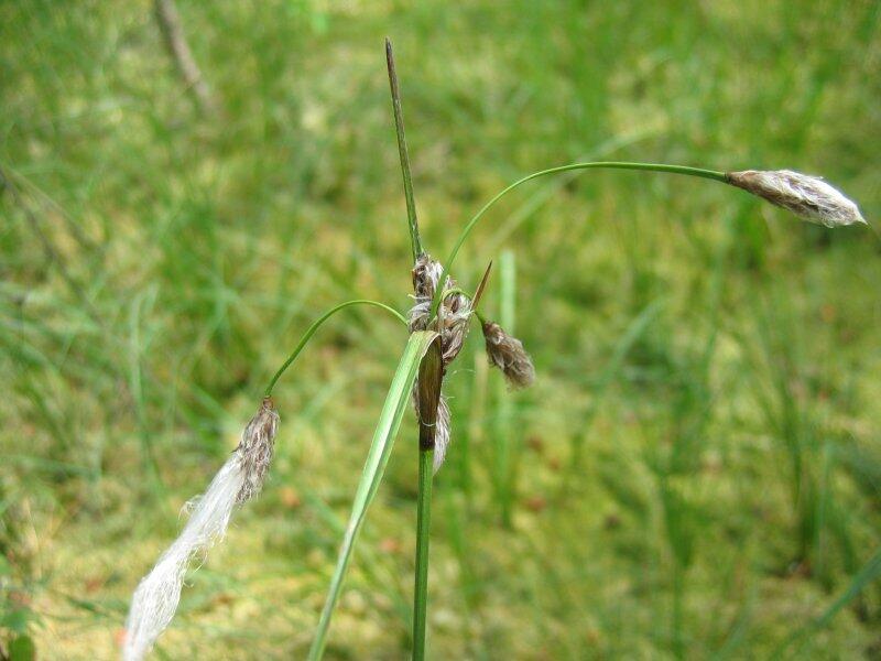 Suchopýr úzkolistý - Eriophorum angustifolium