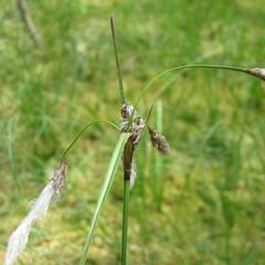 Suchopýr úzkolistý - Eriophorum angustifolium