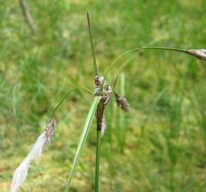 Suchopýr úzkolistý - Eriophorum angustifolium
