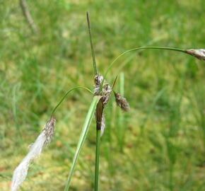 Suchopýr úzkolistý - Eriophorum angustifolium