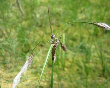 Suchopýr úzkolistý