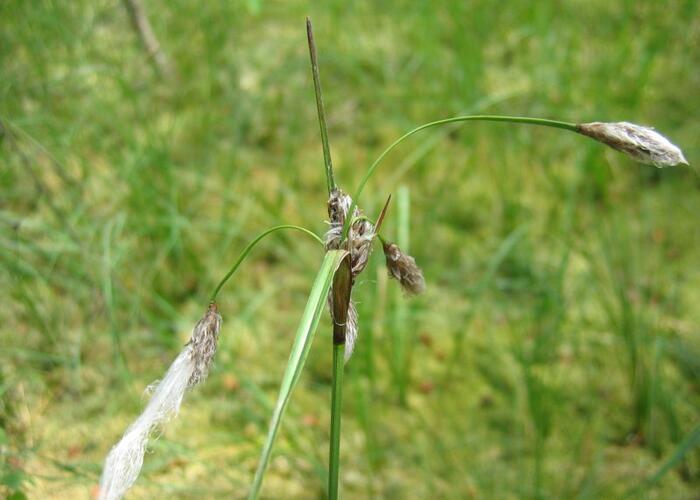 Suchopýr úzkolistý - Eriophorum angustifolium