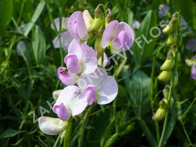 Hrachor širokolistý 'Rosa Pearl' - Lathyrus latifolius 'Rosa Pearl'