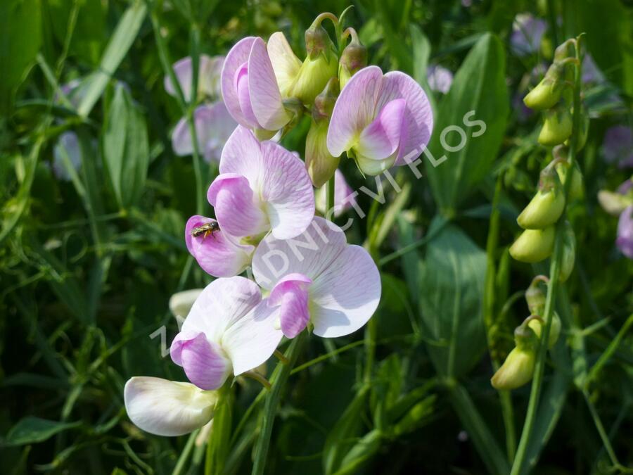 Hrachor širokolistý 'Rosa Pearl' - Lathyrus latifolius 'Rosa Pearl'