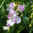 Hrachor širokolistý 'Rosa Pearl' - Lathyrus latifolius 'Rosa Pearl'