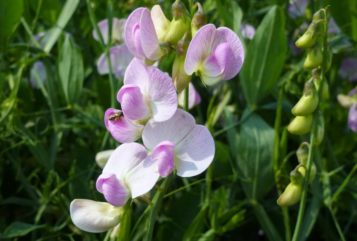 Hrachor širokolistý 'Rosa Pearl' - Lathyrus latifolius 'Rosa Pearl'