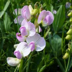 Hrachor širokolistý 'Rosa Pearl' - Lathyrus latifolius 'Rosa Pearl'