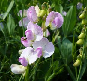 Hrachor širokolistý 'Rosa Pearl' - Lathyrus latifolius 'Rosa Pearl'