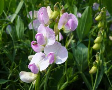 Hrachor širokolistý 'Rosa Pearl'