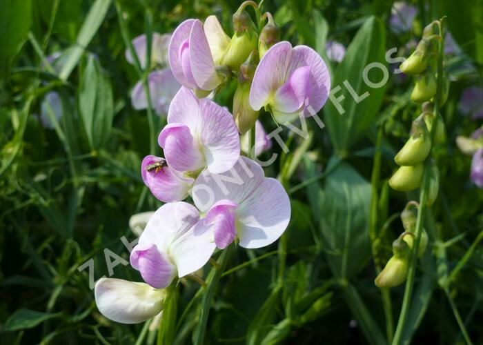 Hrachor širokolistý 'Rosa Pearl' - Lathyrus latifolius 'Rosa Pearl'