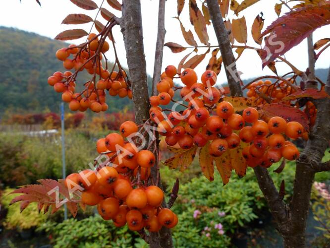 Jeřáb ptačí, jeřabina 'Autumn Spire' - Sorbus aucuparia 'Autumn Spire'