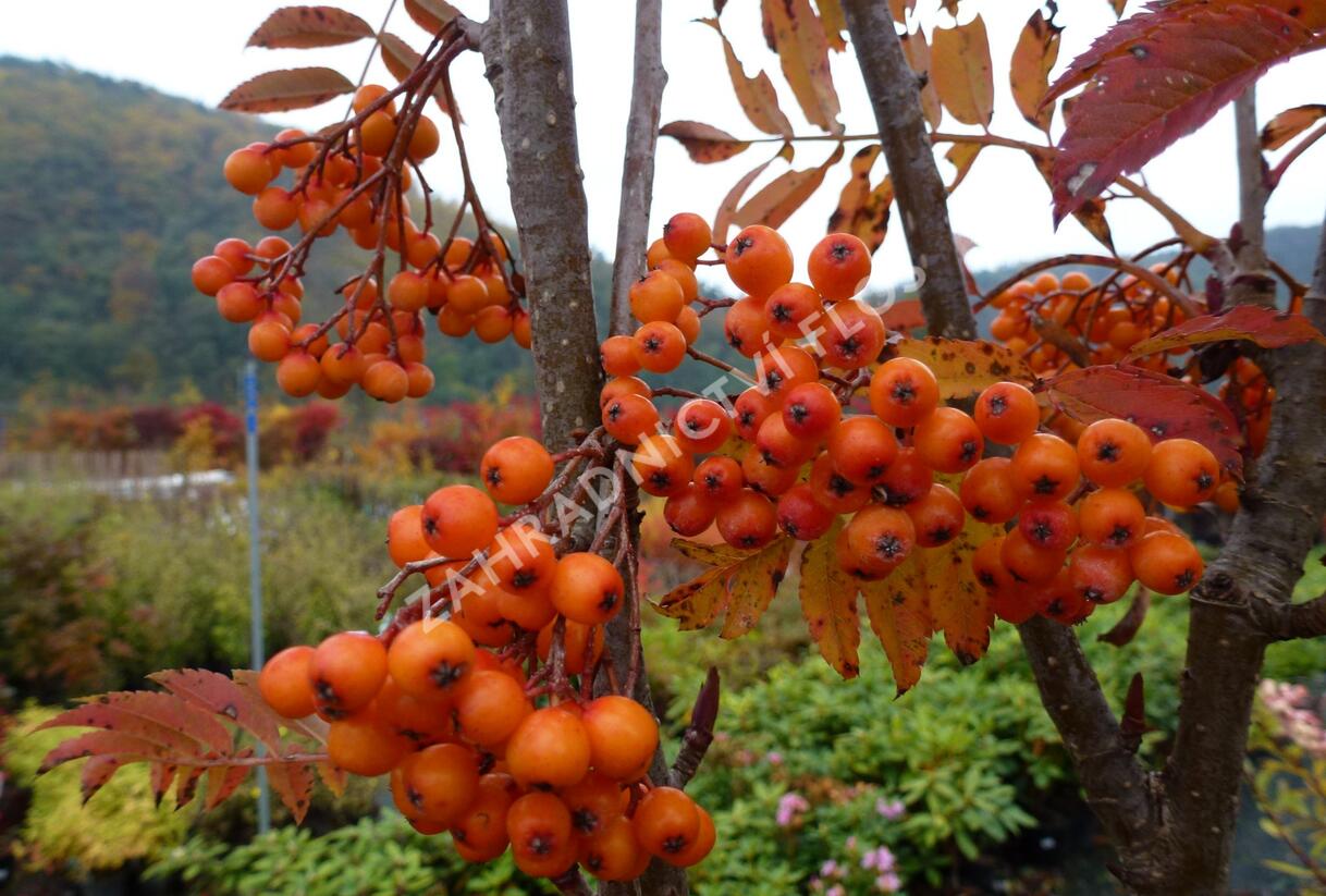 Jeřáb ptačí, jeřabina 'Autumn Spire' - Sorbus aucuparia 'Autumn Spire'