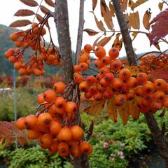 Jeřáb ptačí, jeřabina 'Autumn Spire' - Sorbus aucuparia 'Autumn Spire'