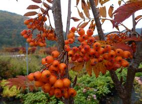 Jeřáb ptačí, jeřabina 'Autumn Spire' - Sorbus aucuparia 'Autumn Spire'