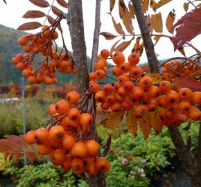 Jeřáb obecný 'Autumn Spire' - Sorbus aucuparia 'Autumn Spire'
