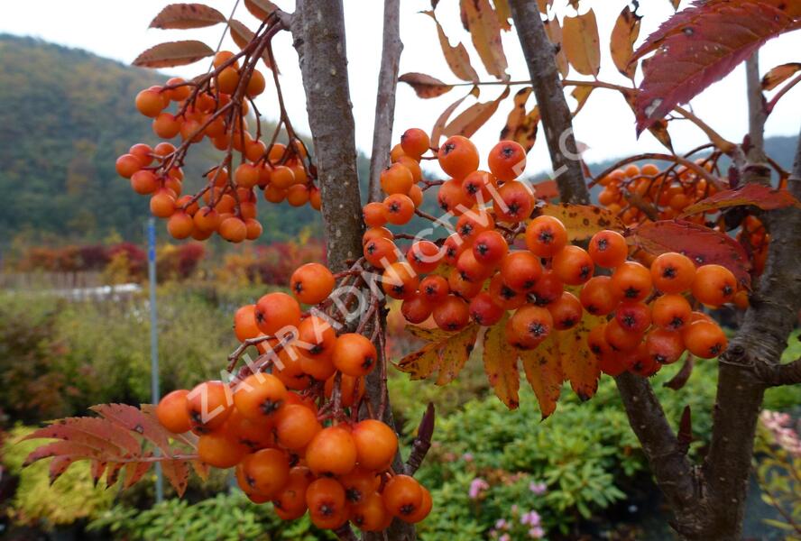 Jeřáb ptačí, jeřabina 'Autumn Spire' - Sorbus aucuparia 'Autumn Spire'