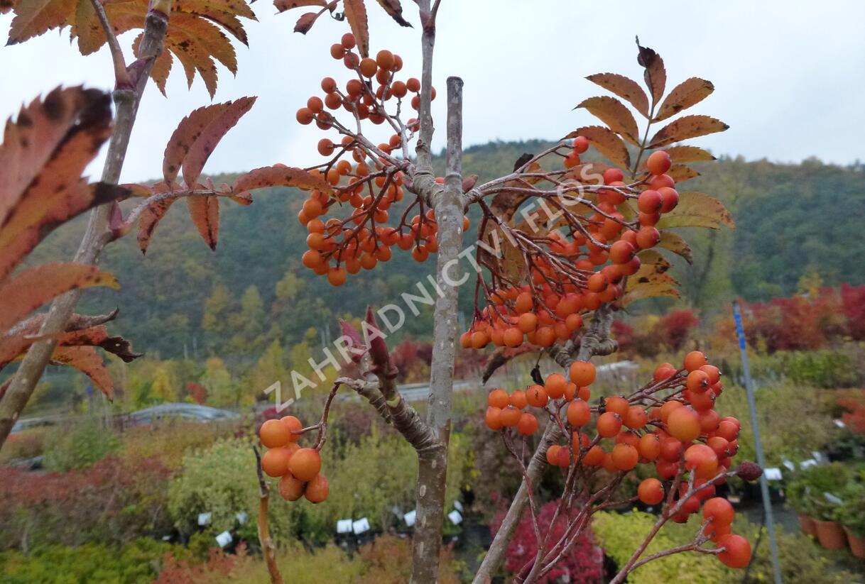 Jeřáb ptačí, jeřabina 'Autumn Spire' - Sorbus aucuparia 'Autumn Spire'