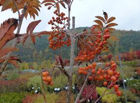 Jeřáb ptačí, jeřabina 'Autumn Spire' - Sorbus aucuparia 'Autumn Spire'