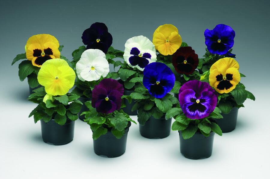 Violka, maceška zahradní 'Colossus Colors Mix' - Viola wittrockiana 'Colossus Colors Mix'