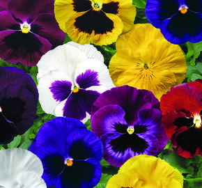 Violka, maceška zahradní 'Colossus Colors Mix'