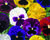 Violka, maceška zahradní 'Colossus Colors Mix'