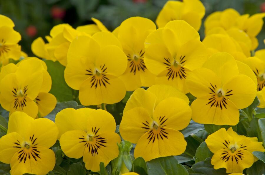 Violka růžkatá 'Rocky Hello Yellow' - Viola cornuta 'Rocky Hello Yellow'