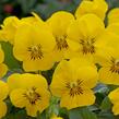Violka růžkatá 'Rocky Hello Yellow' - Viola cornuta 'Rocky Hello Yellow'