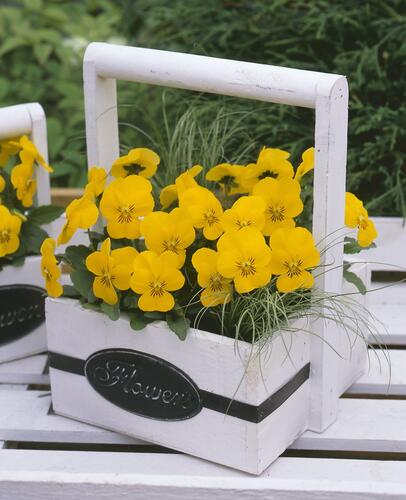 Violka růžkatá 'Rocky Hello Yellow' - Viola cornuta 'Rocky Hello Yellow'