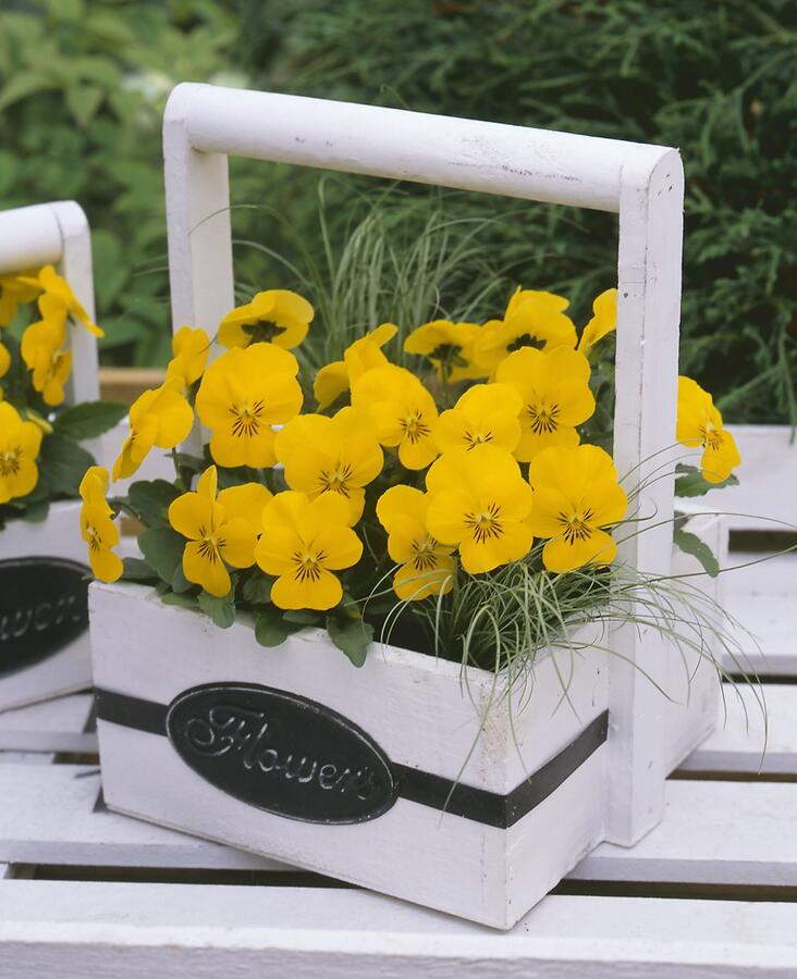 Violka růžkatá 'Rocky Hello Yellow' - Viola cornuta 'Rocky Hello Yellow'