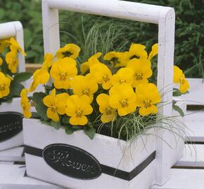 Violka růžkatá 'Rocky Hello Yellow'