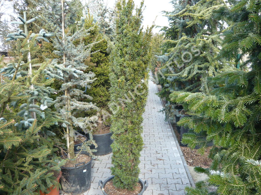 Tis červený 'Fastigiata Aurea' - Taxus baccata 'Fastigiata Aurea'