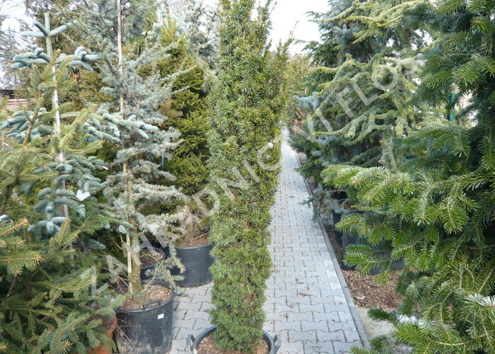 Tis červený 'Fastigiata Aurea' - Taxus baccata 'Fastigiata Aurea'